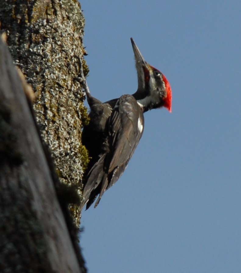 Pileated Woodpecker - Lorenzo Vinciguerra