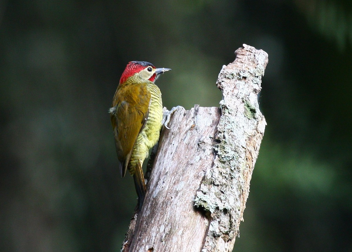 Golden-olive Woodpecker - ML204213411