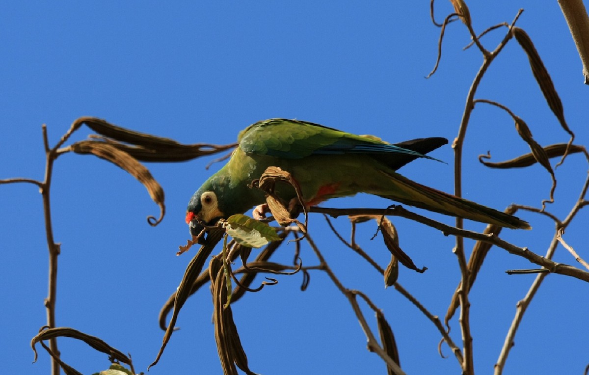 Blue-winged Macaw - Josef Widmer