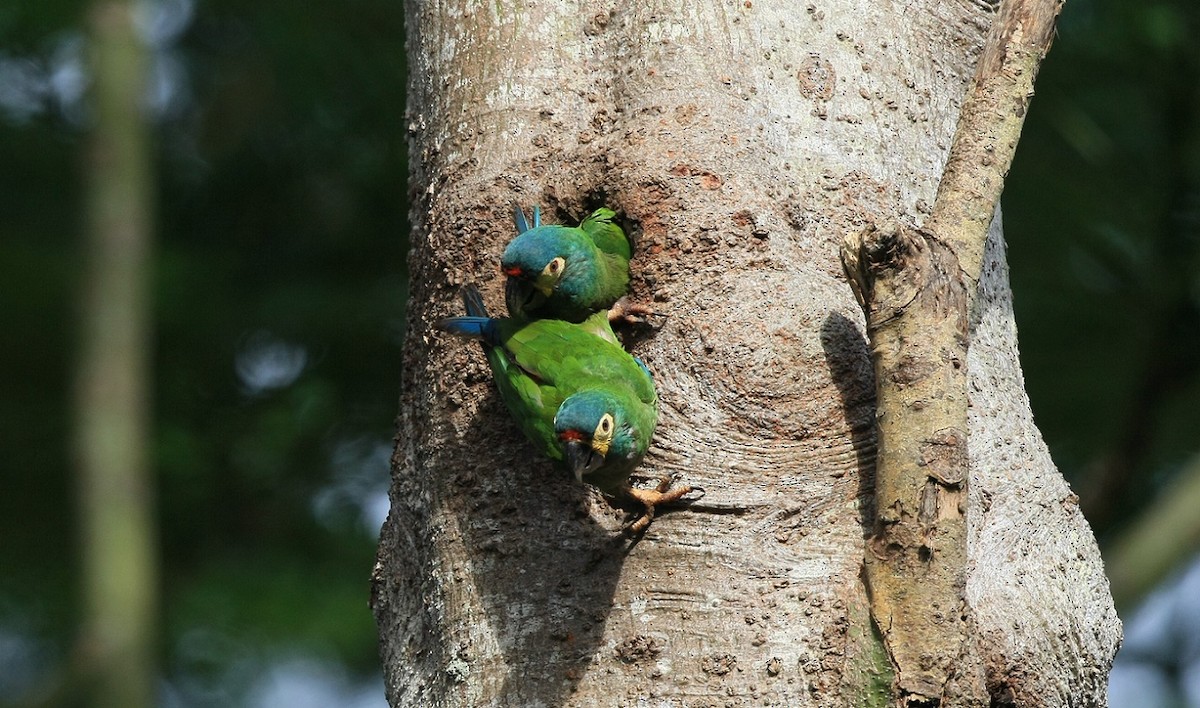 Blue-winged Macaw - Josef Widmer