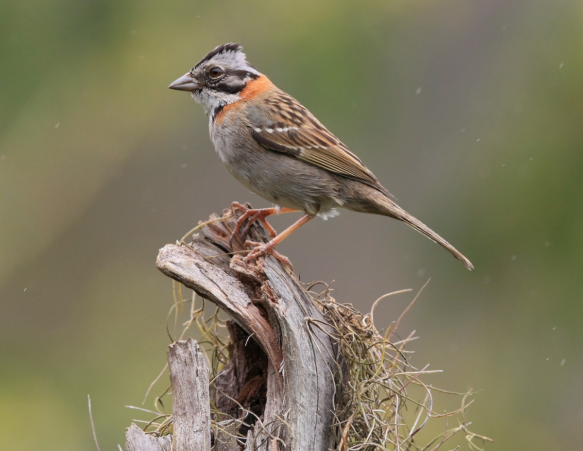 Rufous-collared Sparrow (Rufous-collared) - Josef Widmer