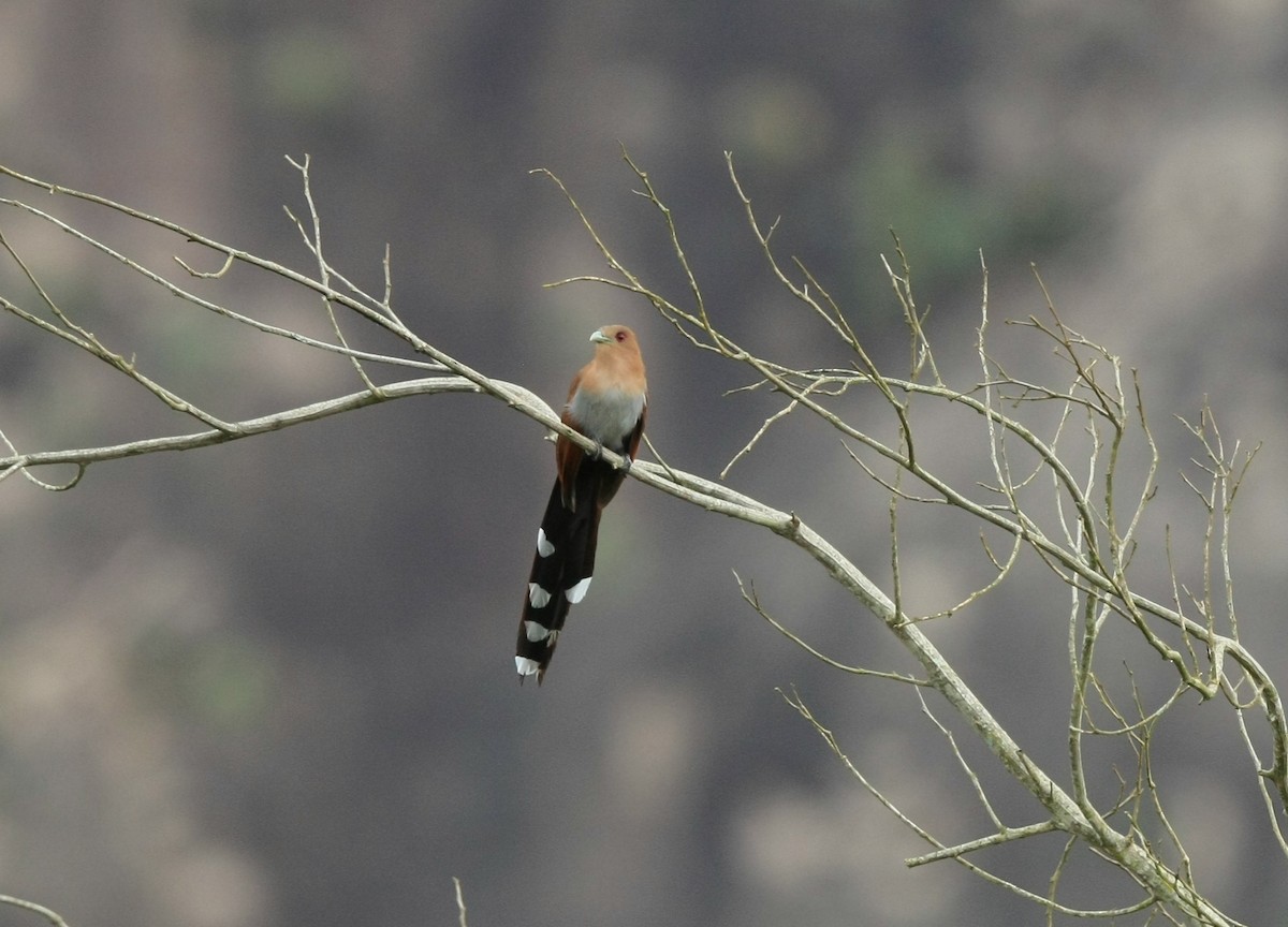 Squirrel Cuckoo (Amazonian) - Josef Widmer
