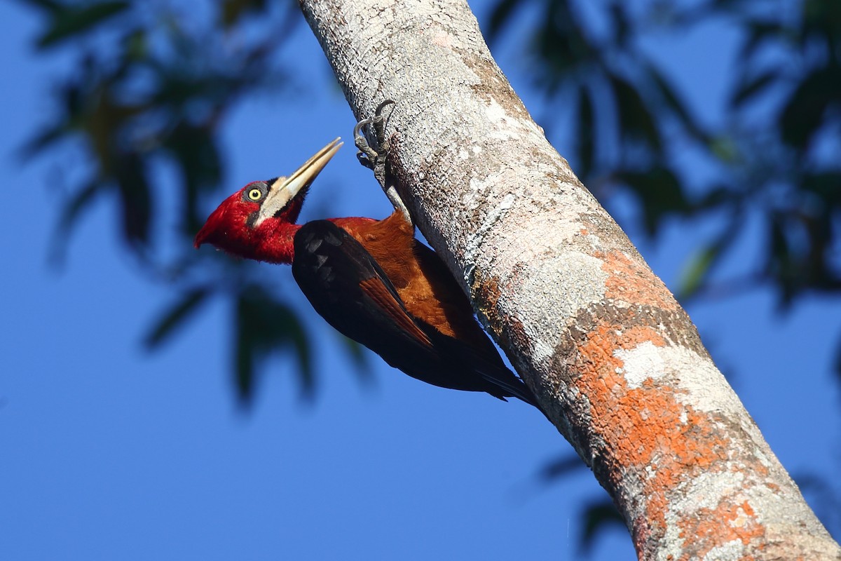 Red-necked Woodpecker - ML204214081