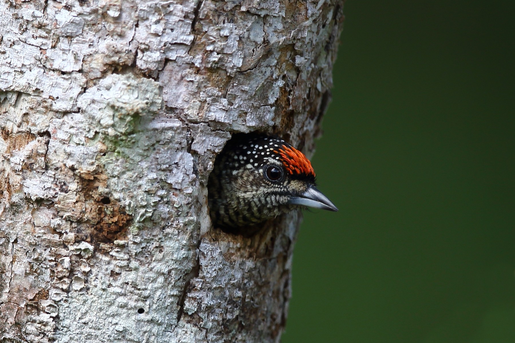 Carpinterito Telegrafista (buffoni) - eBird