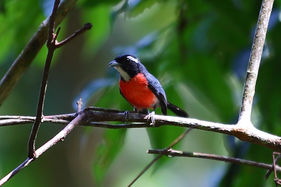 Rose-breasted Chat (Rose-breasted) - Josef Widmer