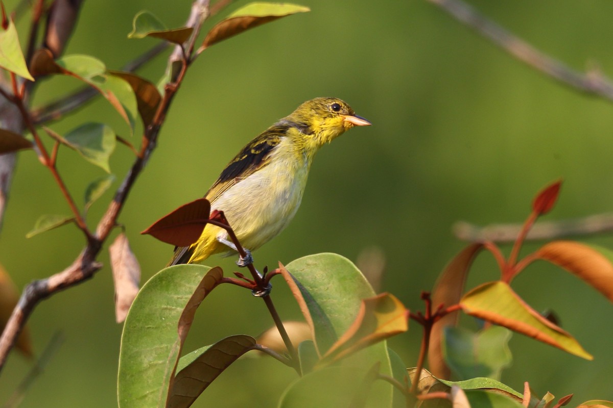 Yellow-backed Tanager - ML204214211