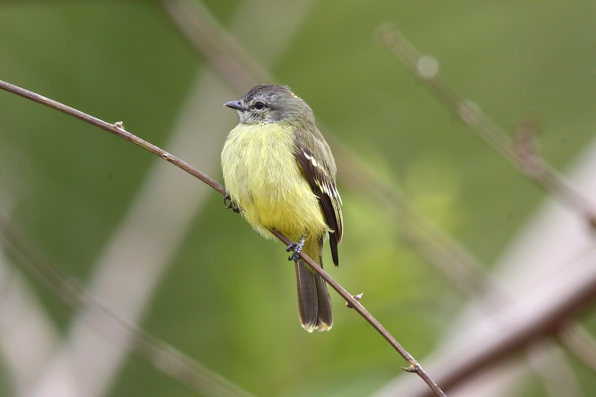 Yellow-crowned Tyrannulet - ML204214221