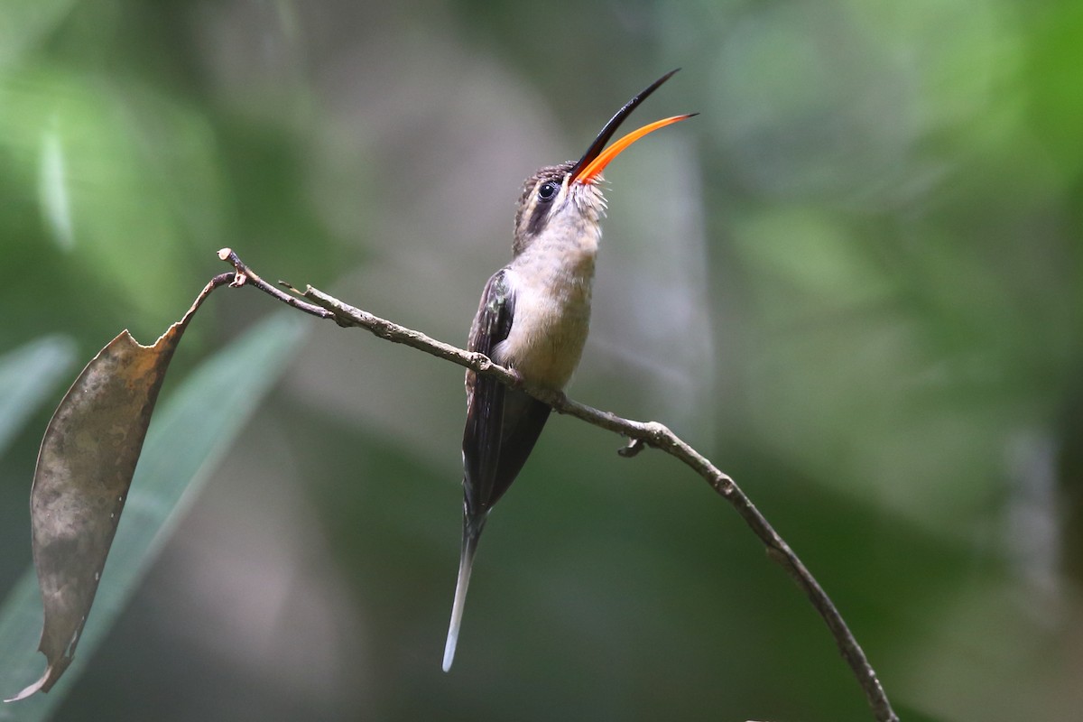 Long-tailed Hermit - ML204214231