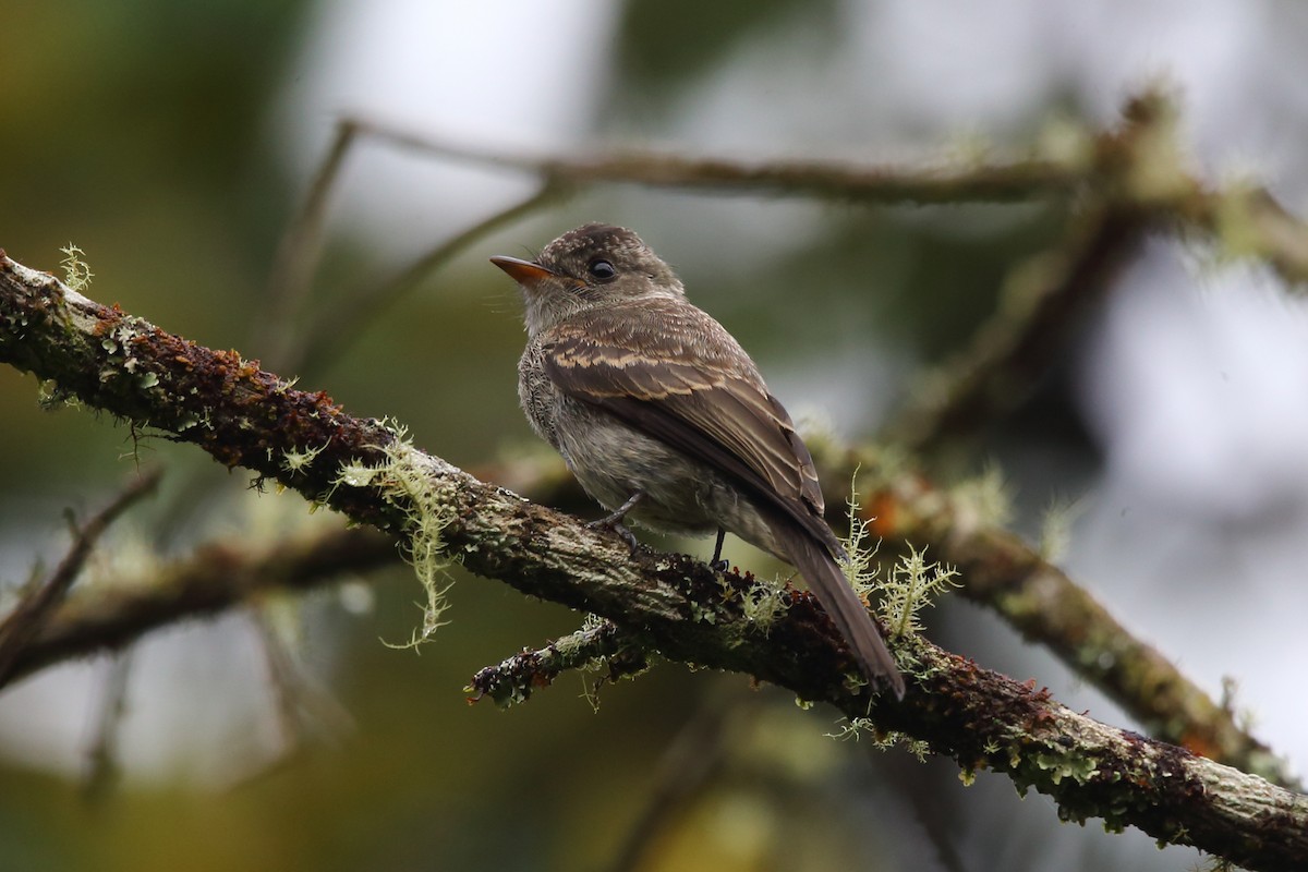 Southern Tropical Pewee - ML204214661