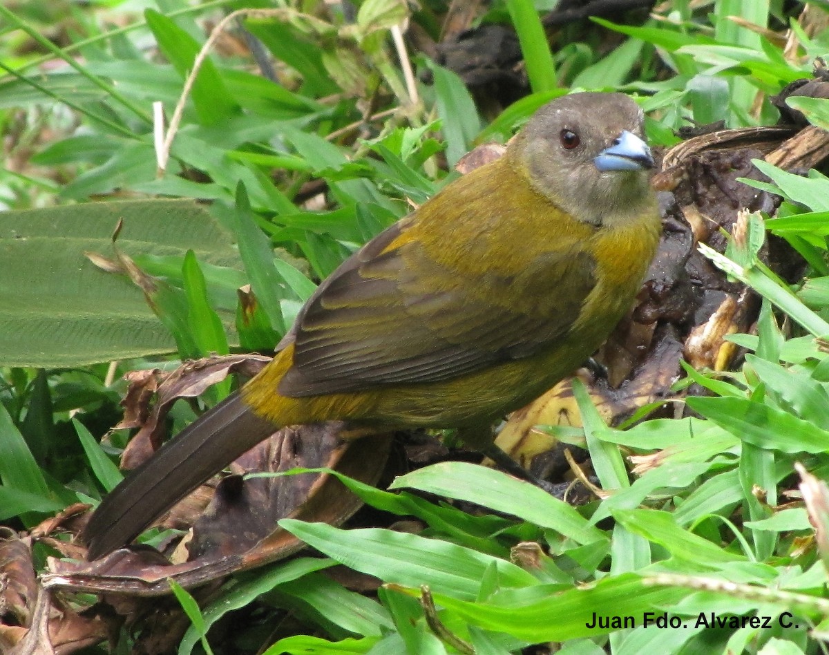 Scarlet-rumped Tanager (Passerini's) - ML204214751