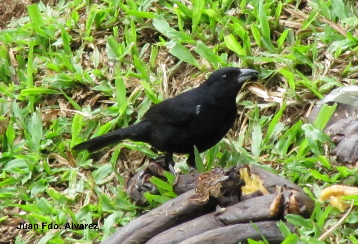 White-lined Tanager - ML204214901