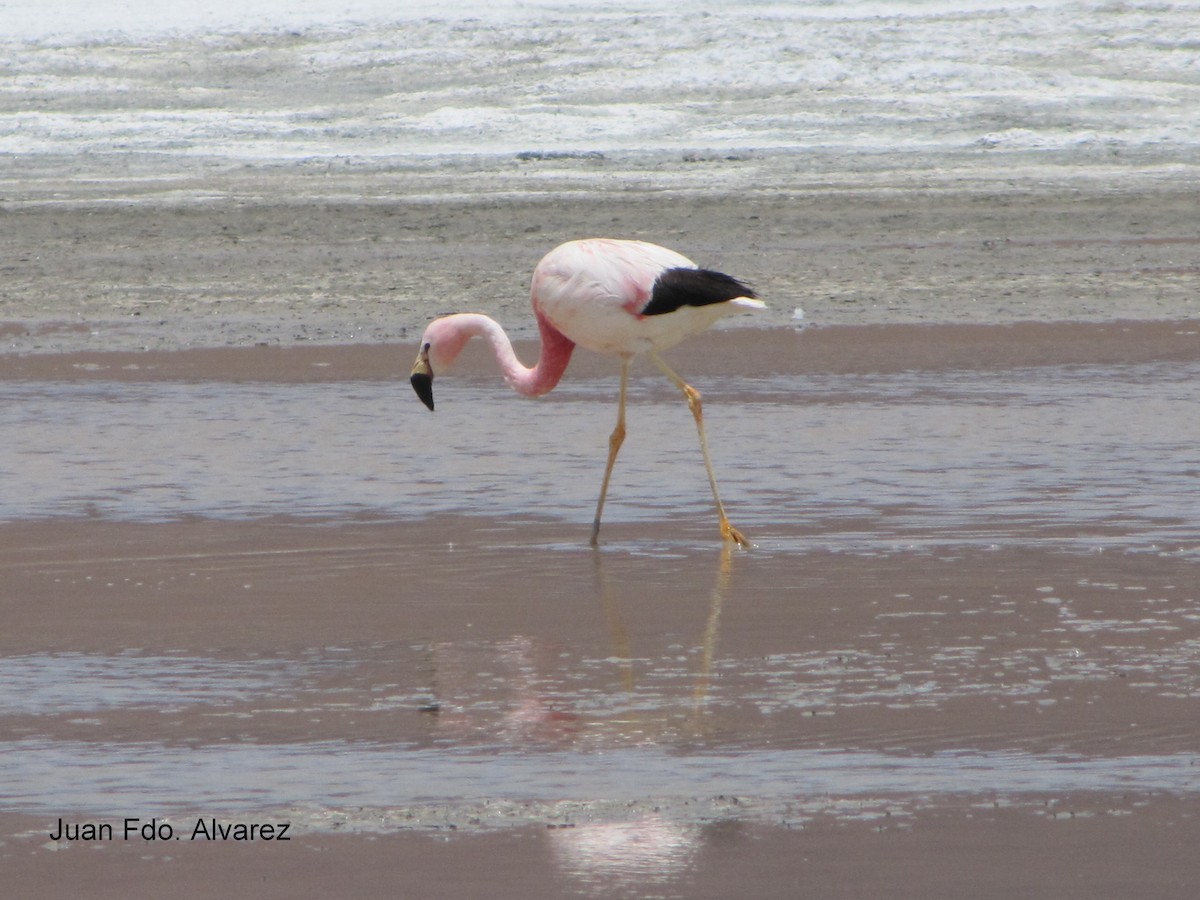 Andean Flamingo - JUAN FERNANDO ALVAREZ CASTRO