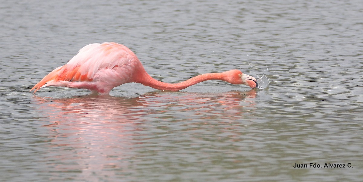 American Flamingo - JUAN FERNANDO ALVAREZ CASTRO