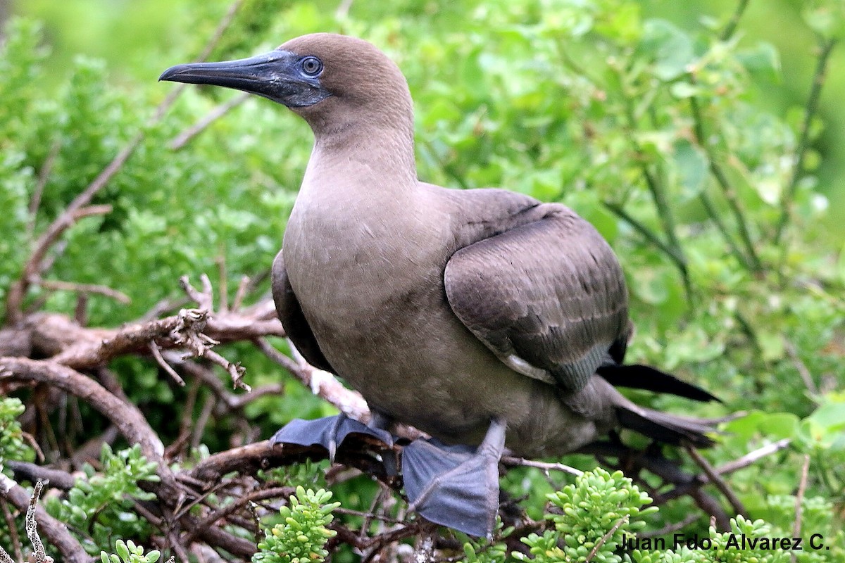 Red-footed Booby - ML204215311