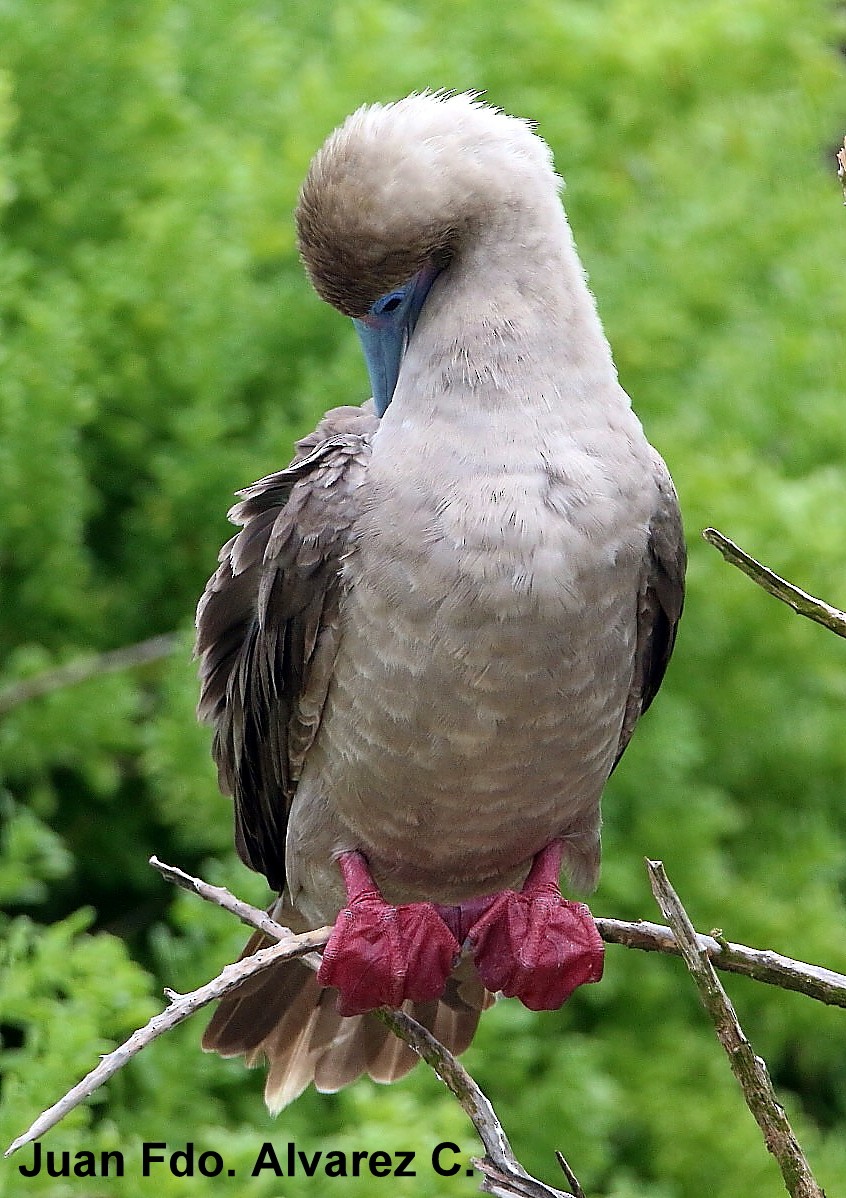 Red-footed Booby - ML204215341