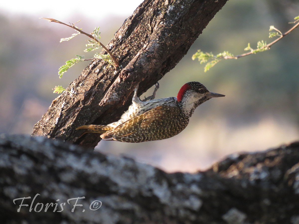 Golden-tailed Woodpecker - Floris Freijsen