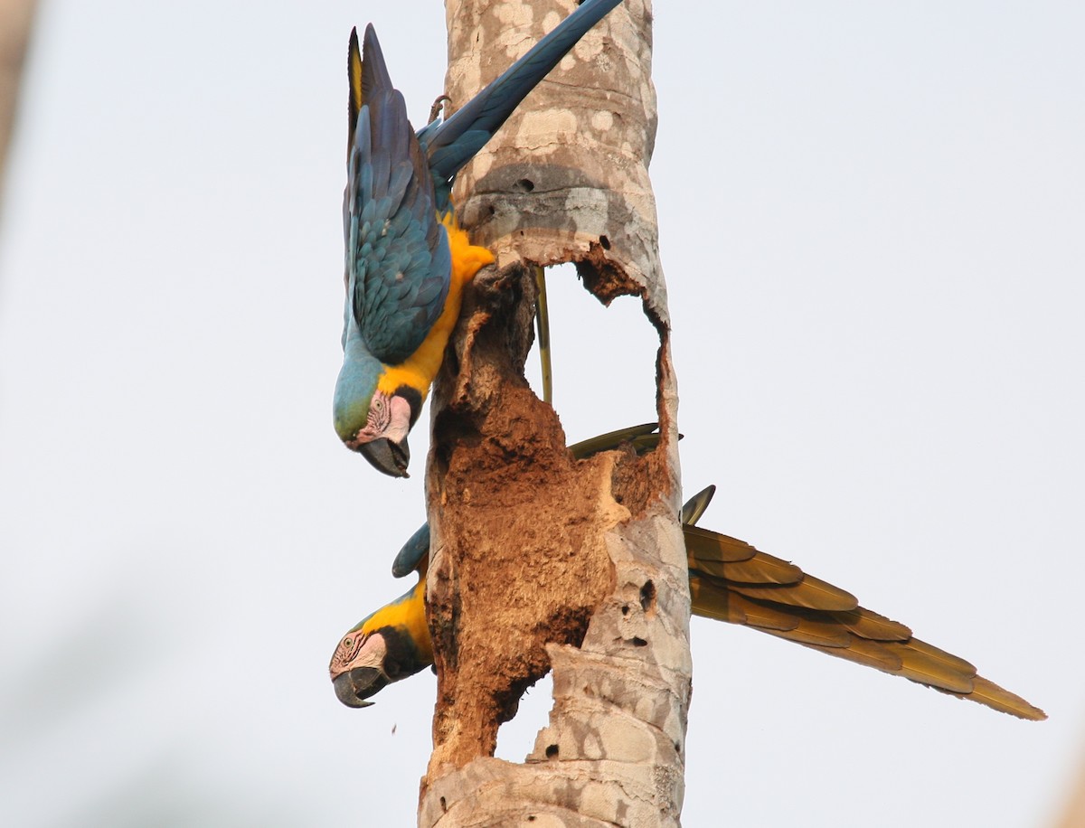 Blue-and-yellow Macaw - Josef Widmer