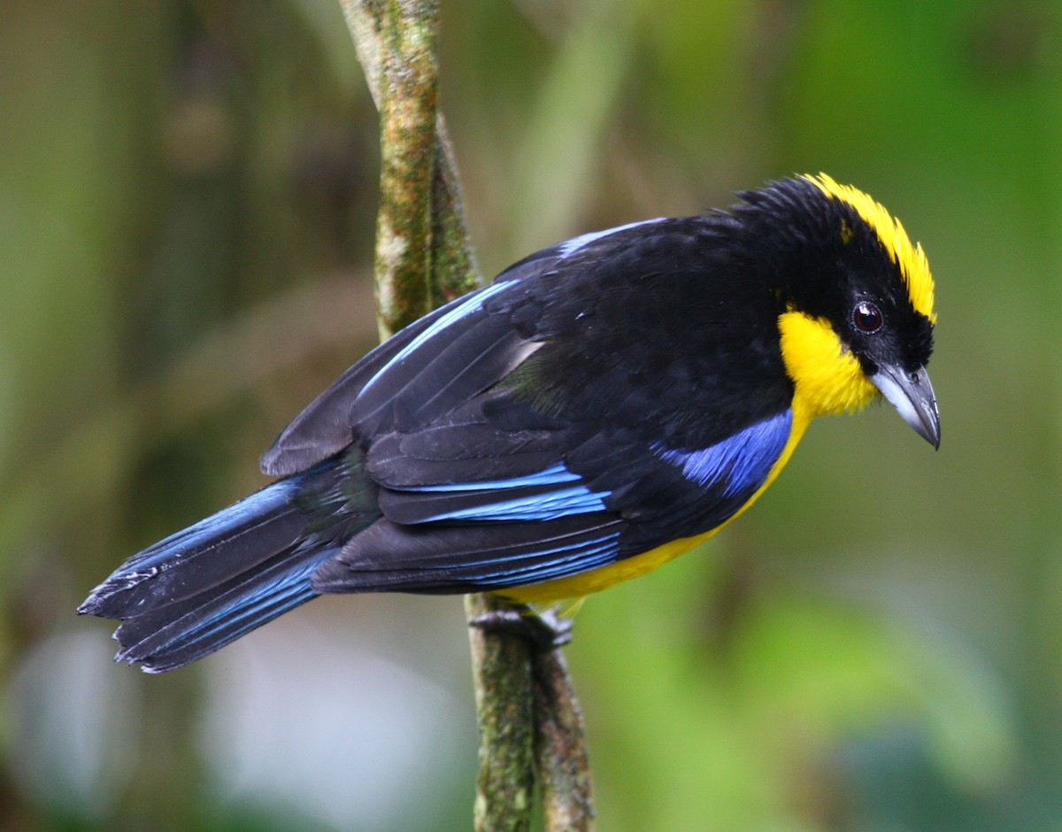 Blue-winged Mountain Tanager (Blue-winged) - ML204216521