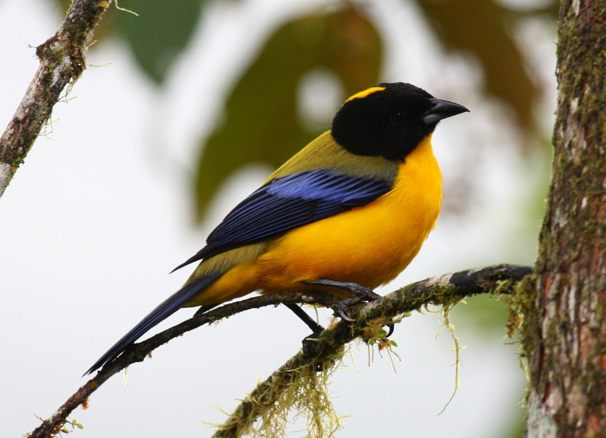 Black-chinned Mountain Tanager - Josef Widmer