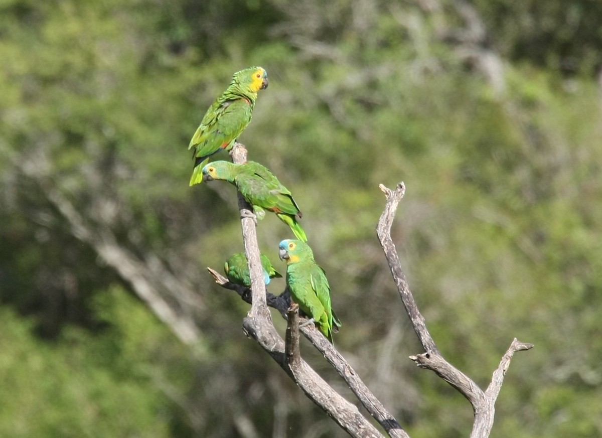 Turquoise-fronted Parrot - ML204216561