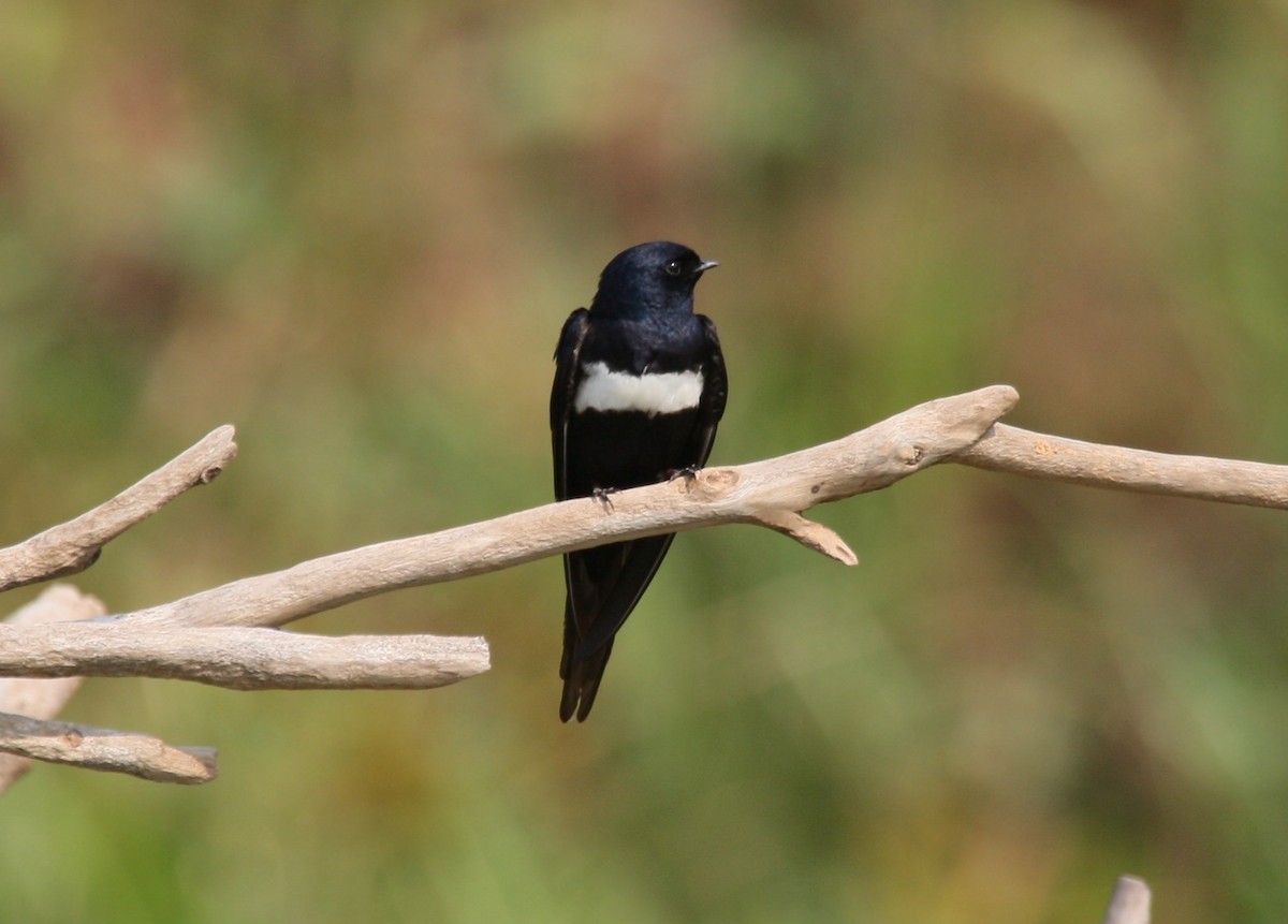 White-banded Swallow - ML204216601