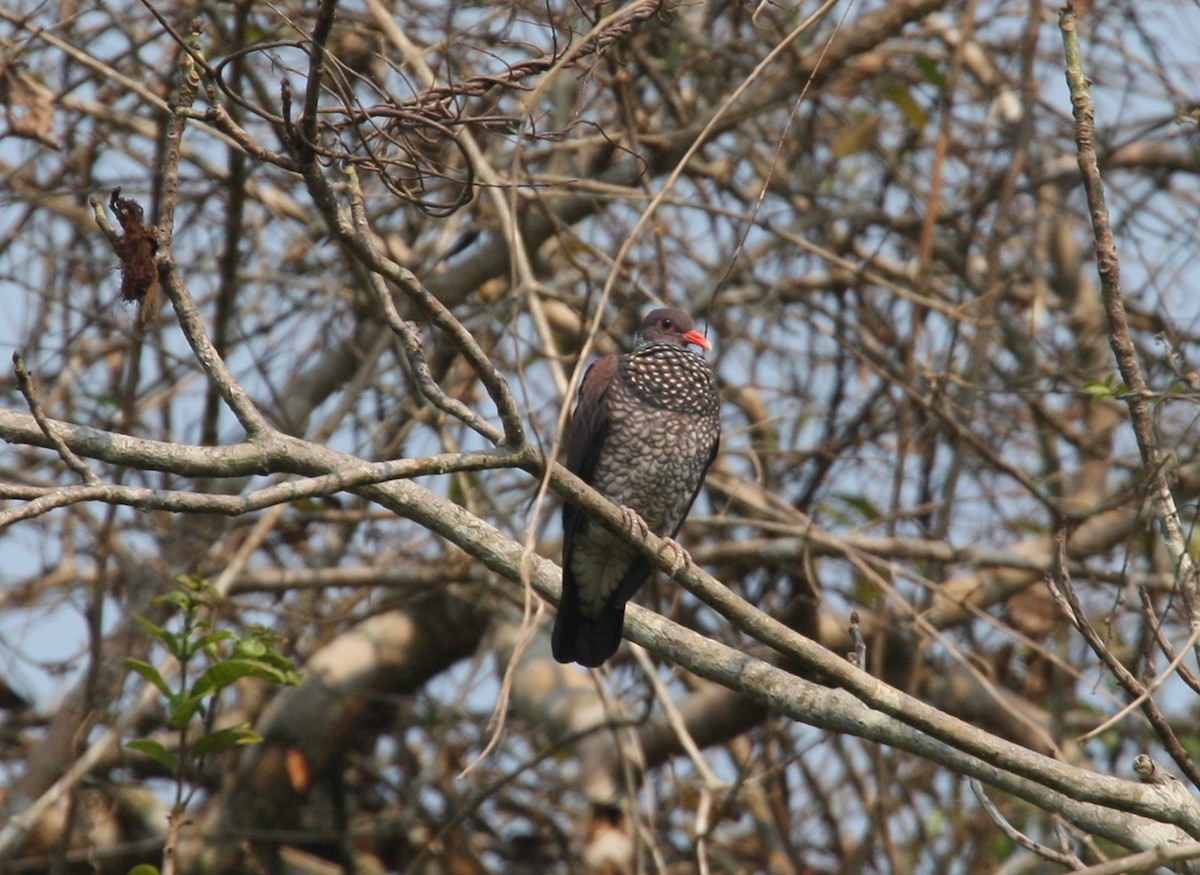 Scaled Pigeon - ML204216611