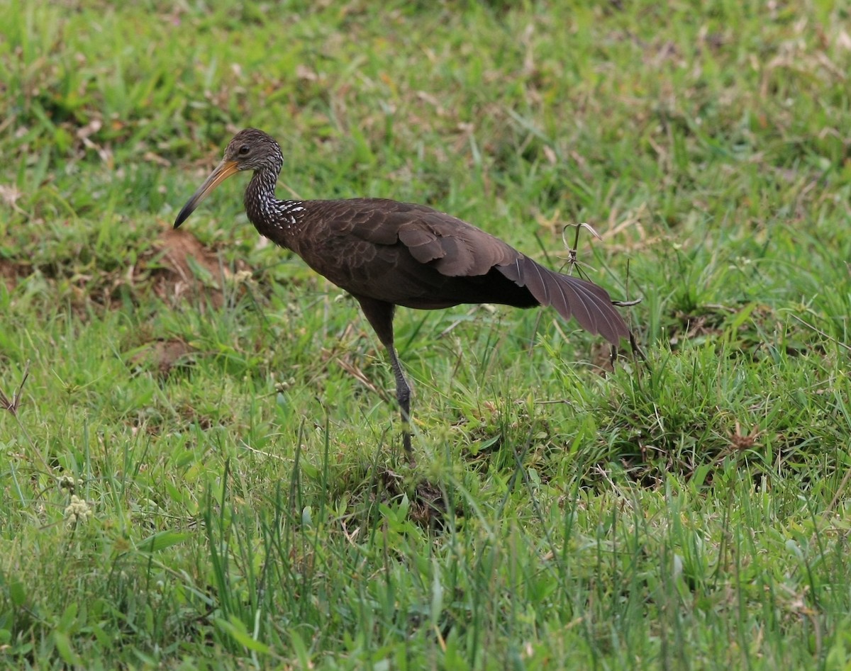 Limpkin (Brown-backed) - ML204216711