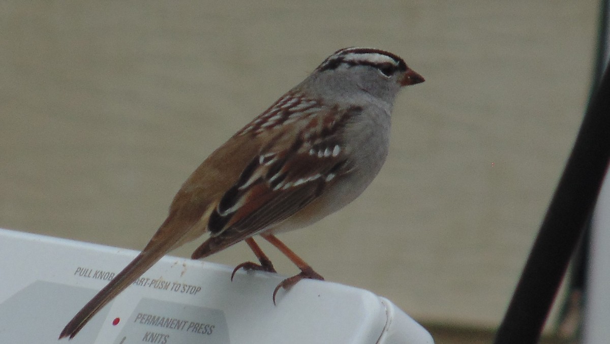 White-crowned Sparrow (Gambel's) - Avery Forrest