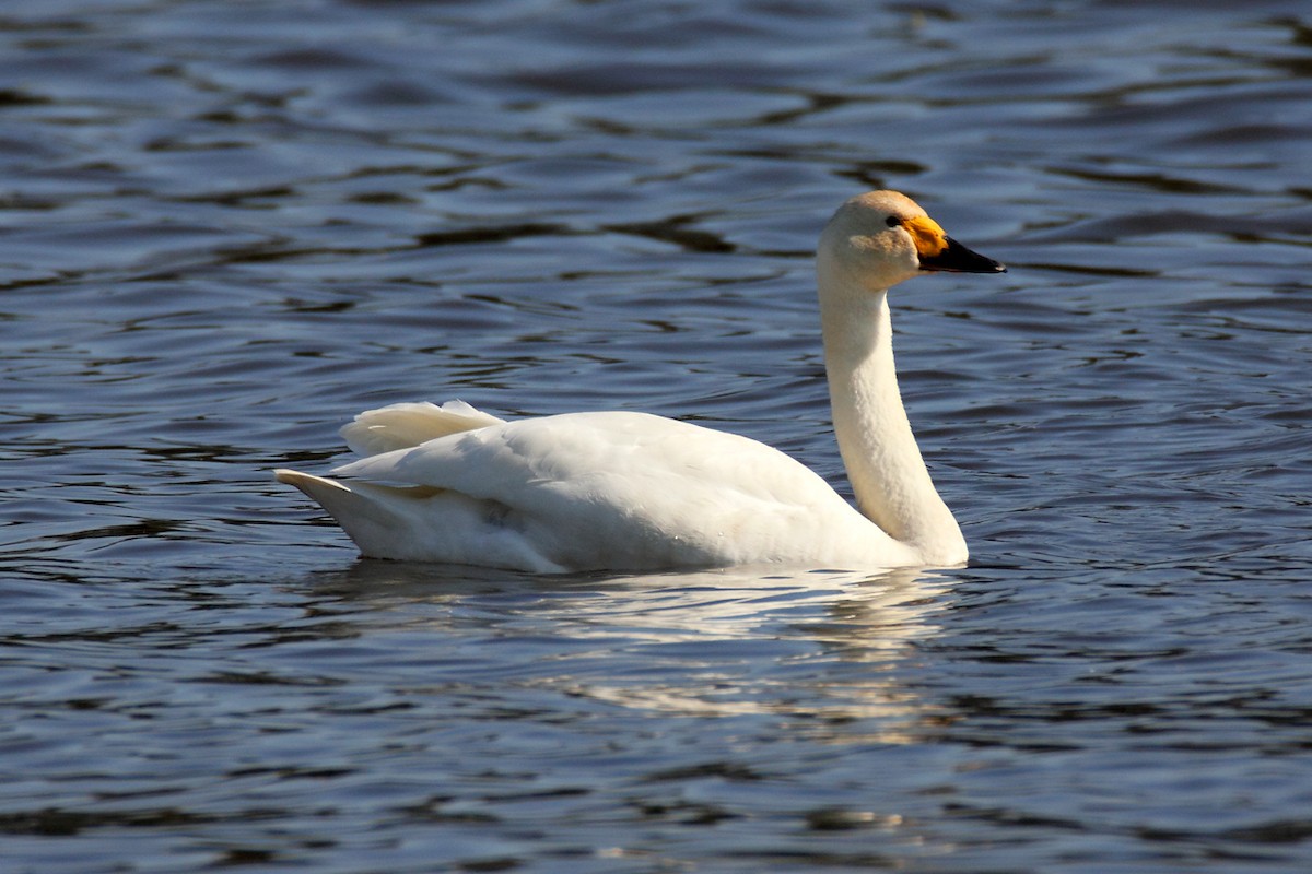 Tundra Swan (Bewick's) - Igor Dvurekov