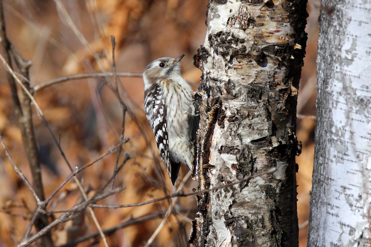 Japanese Pygmy Woodpecker - Igor Dvurekov