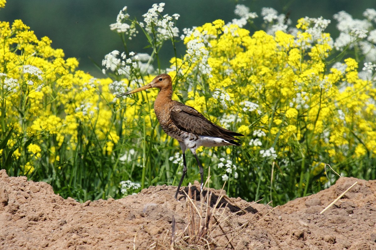 Black-tailed Godwit (limosa) - Igor Dvurekov