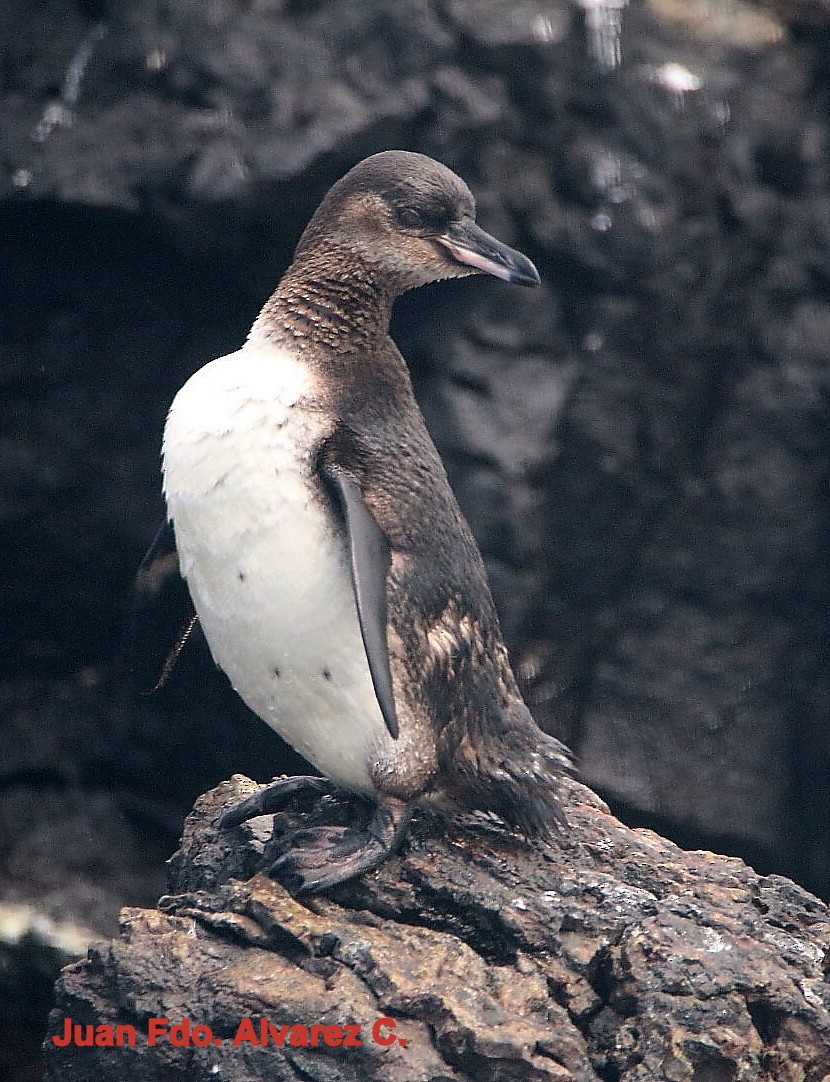 Galapagos Penguin - JUAN FERNANDO ALVAREZ CASTRO