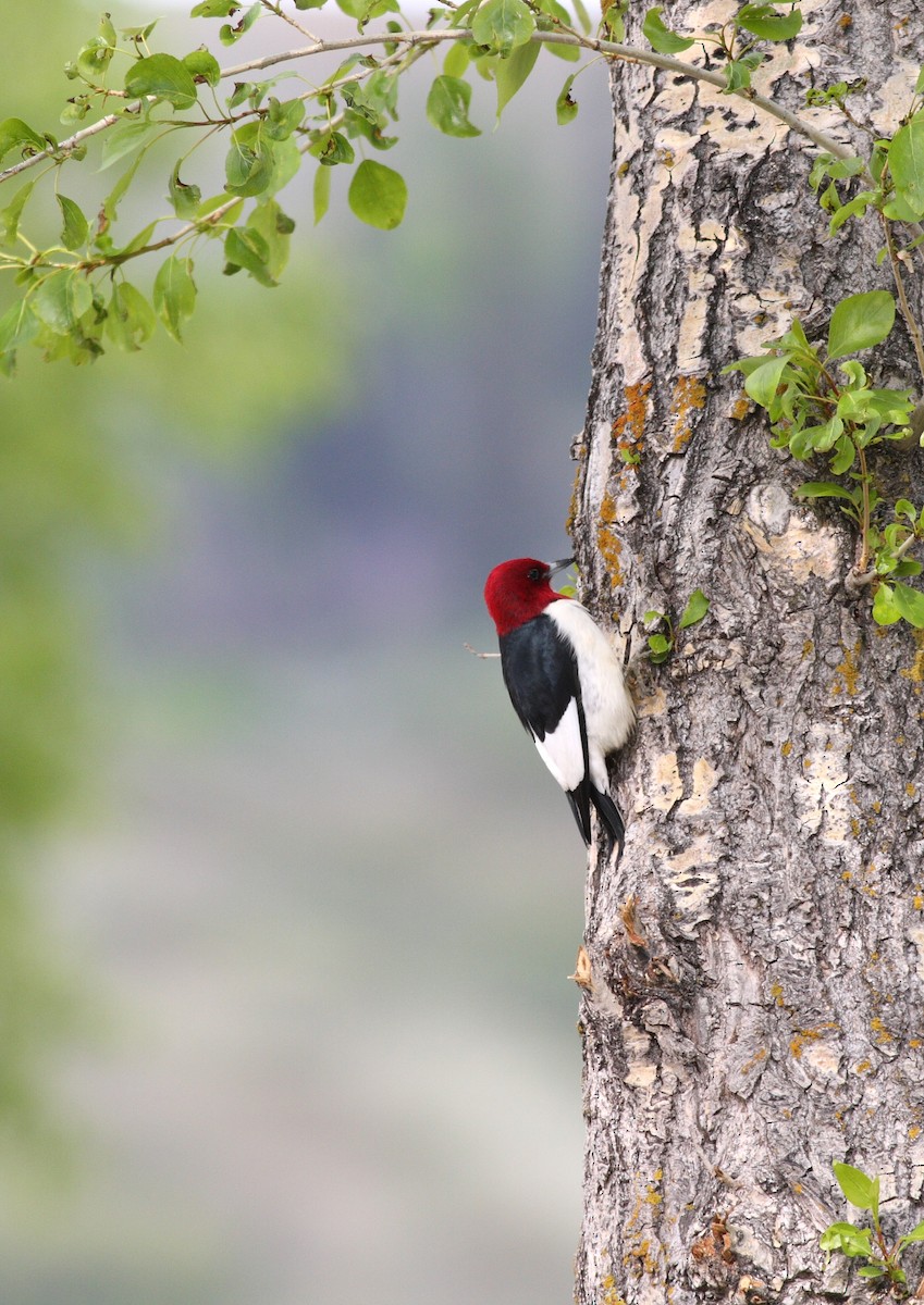Red-headed Woodpecker - Yousif Attia