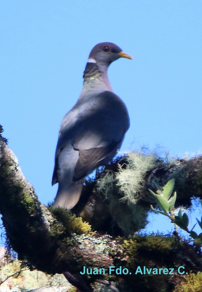 Band-tailed Pigeon (White-necked) - JUAN FERNANDO ALVAREZ CASTRO