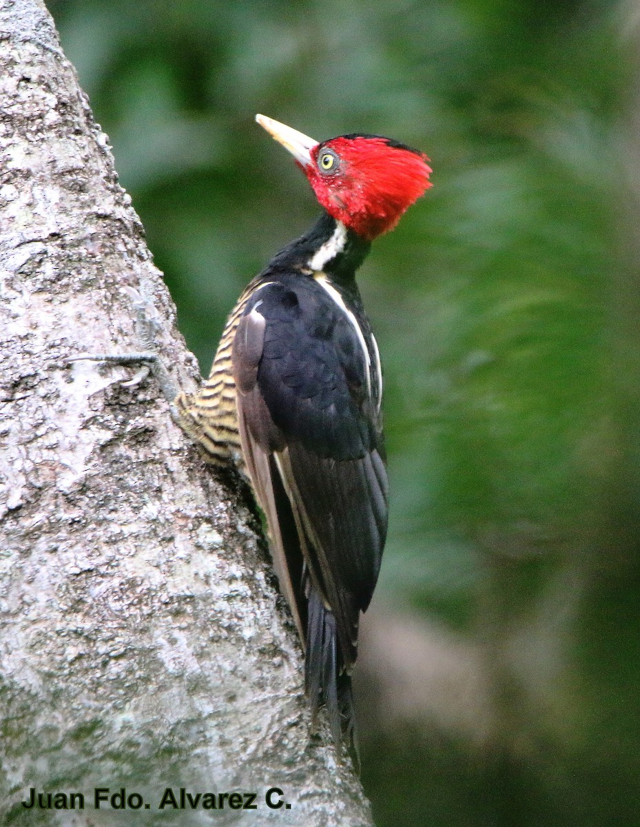 Pale-billed Woodpecker - JUAN FERNANDO ALVAREZ CASTRO
