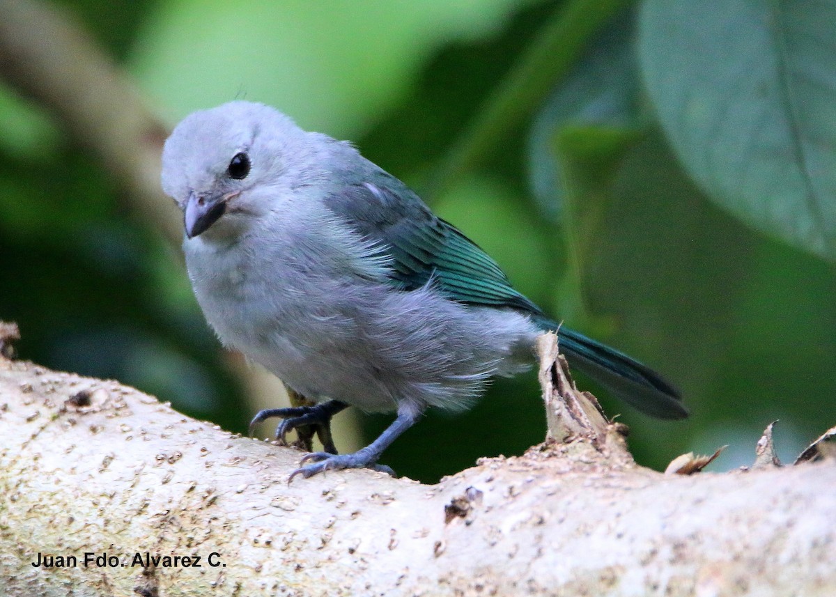 Blue-gray Tanager - ML204217921