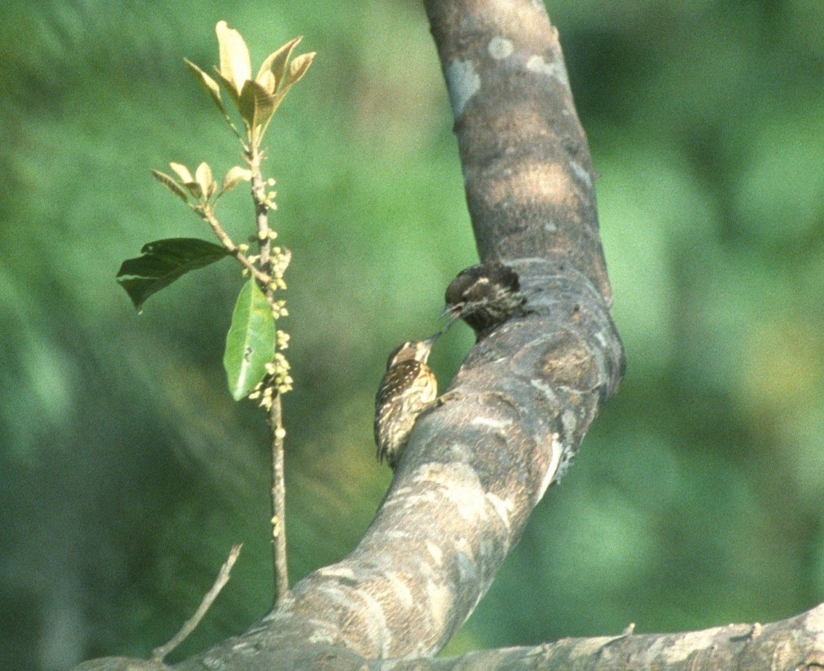 Philippine Pygmy Woodpecker - Lorenzo Vinciguerra