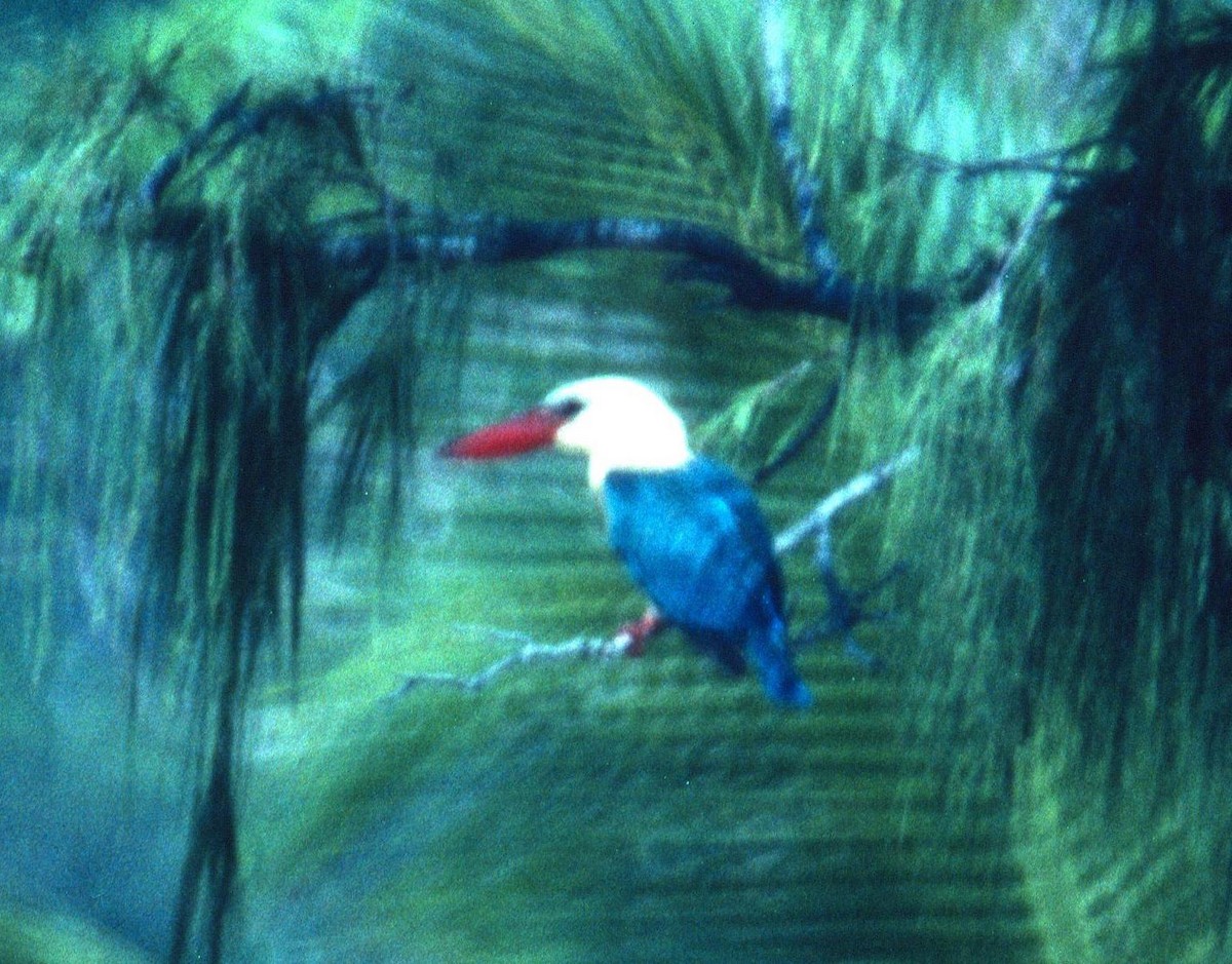 Stork-billed Kingfisher - Lorenzo Vinciguerra