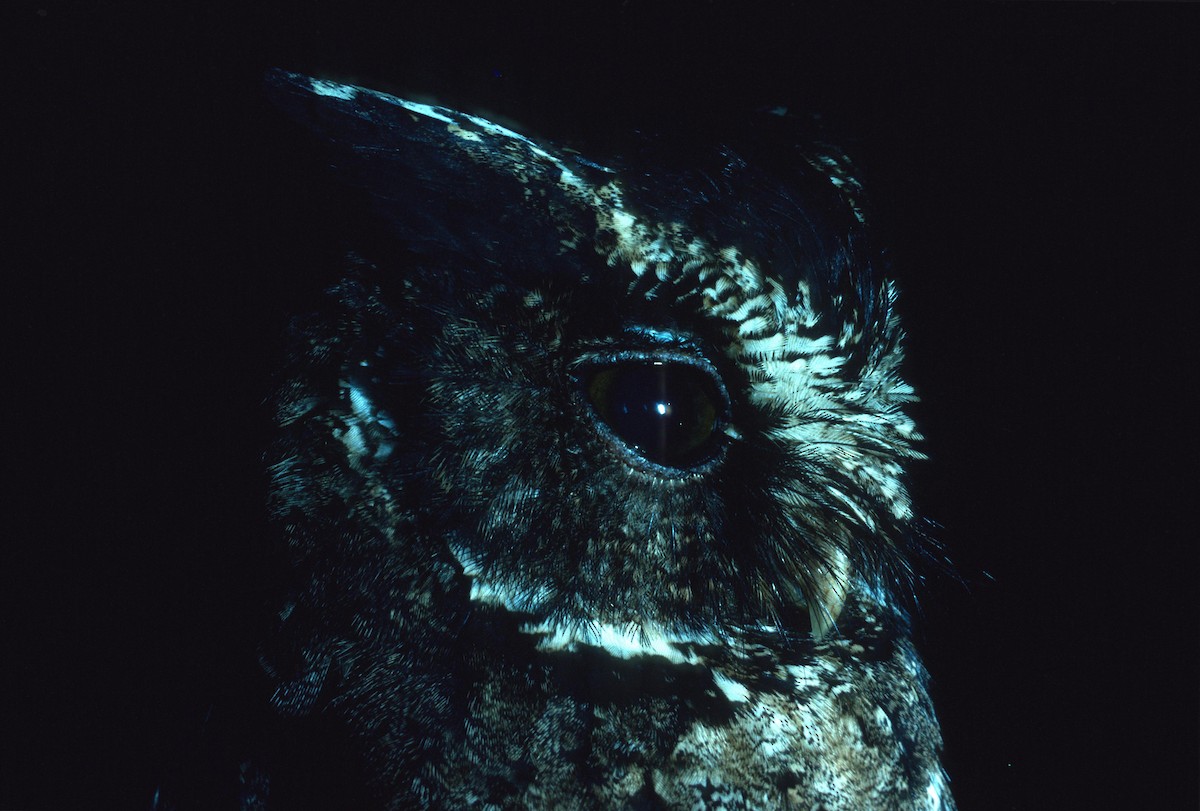 Palawan Scops-Owl - Lorenzo Vinciguerra
