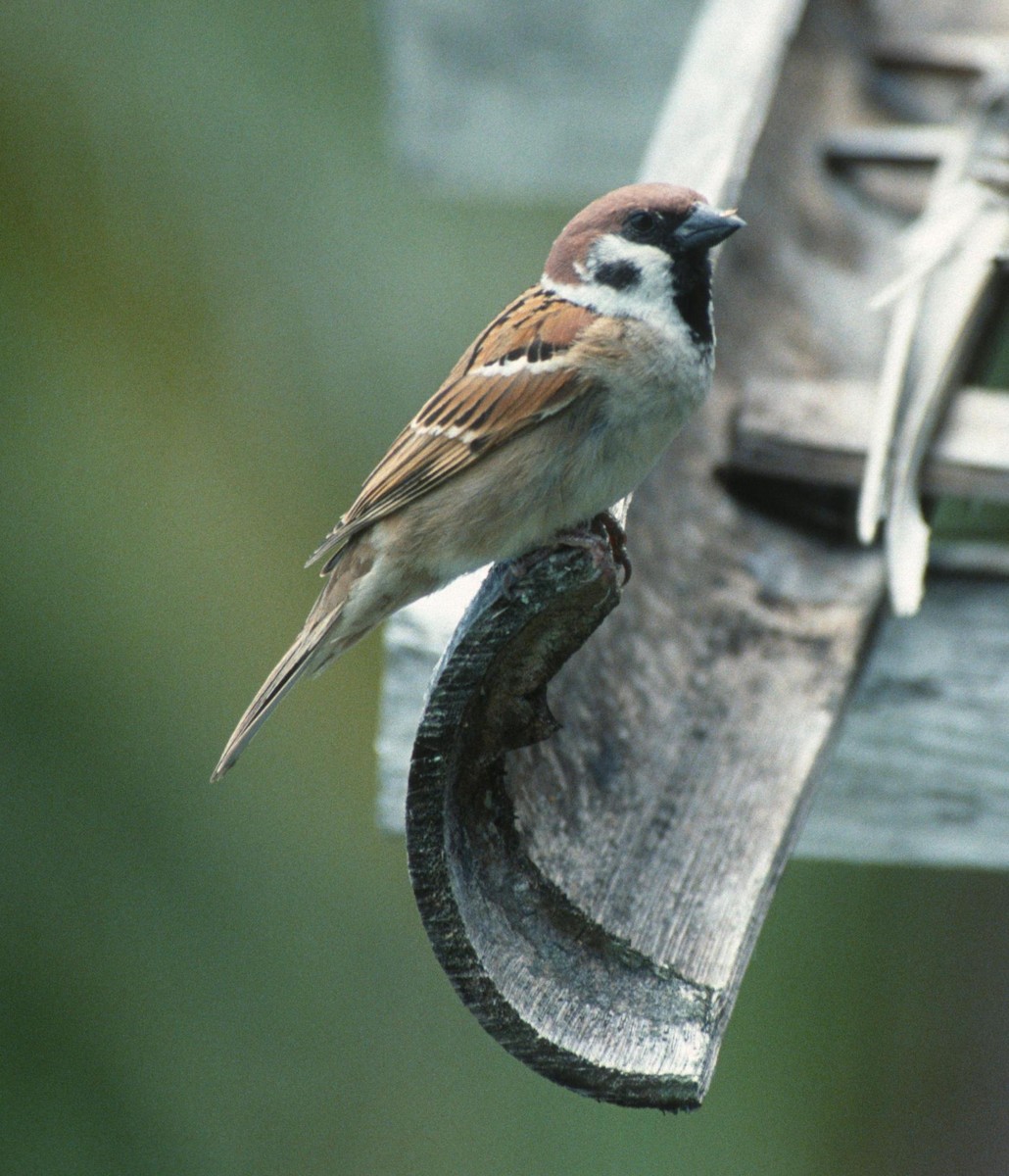 Eurasian Tree Sparrow - Lorenzo Vinciguerra