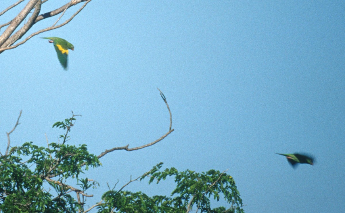 Yellow-chevroned Parakeet - Lorenzo Vinciguerra