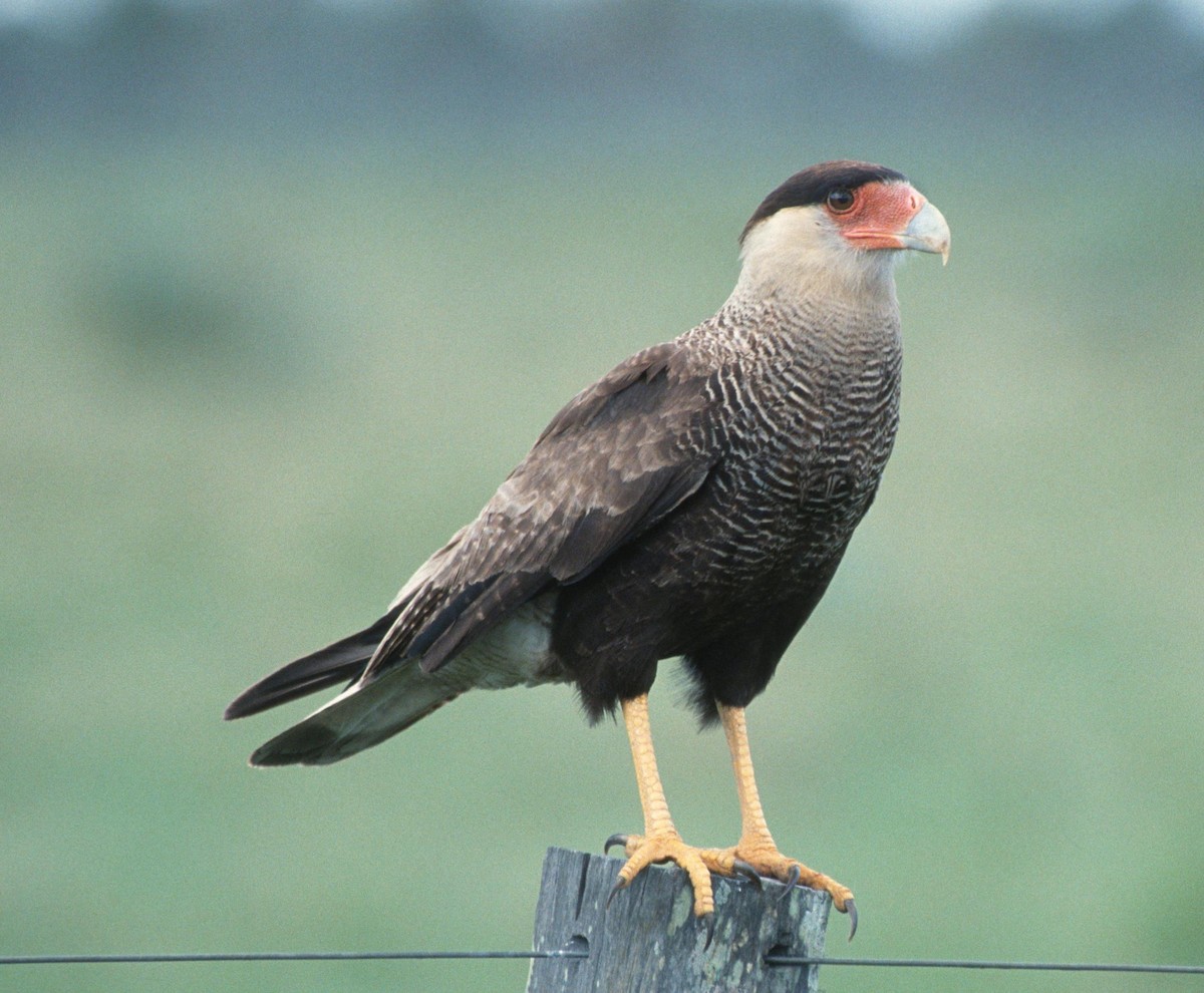 Crested Caracara (Southern) - ML204218601