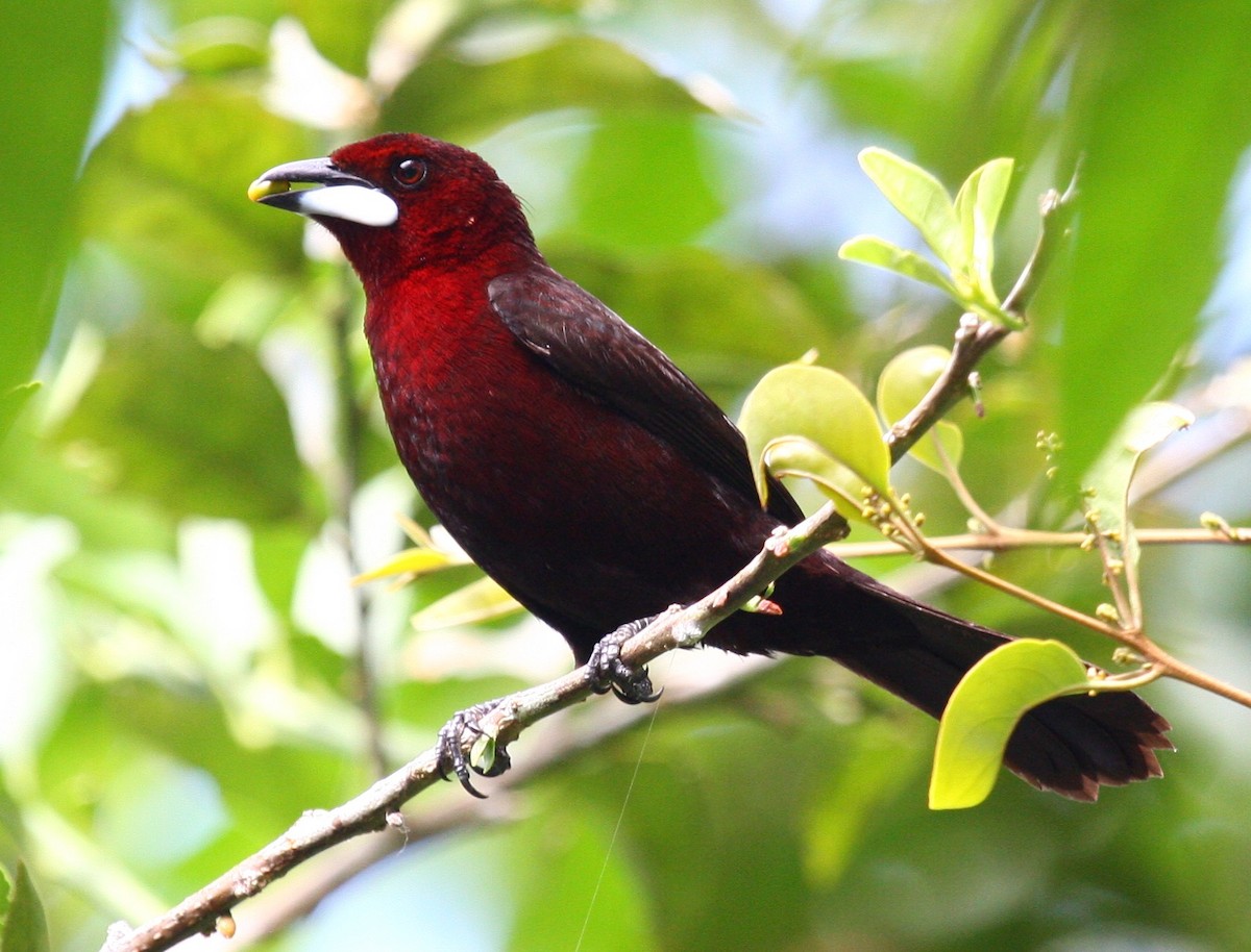 Silver-beaked Tanager - ML204218901