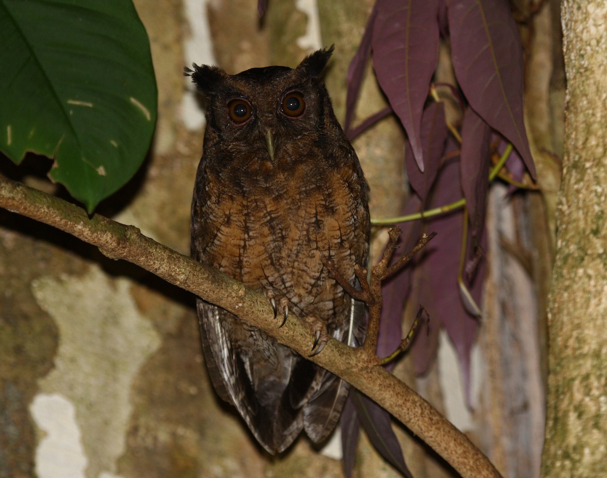 Tawny-bellied Screech-Owl (Tawny-bellied) - ML204218911