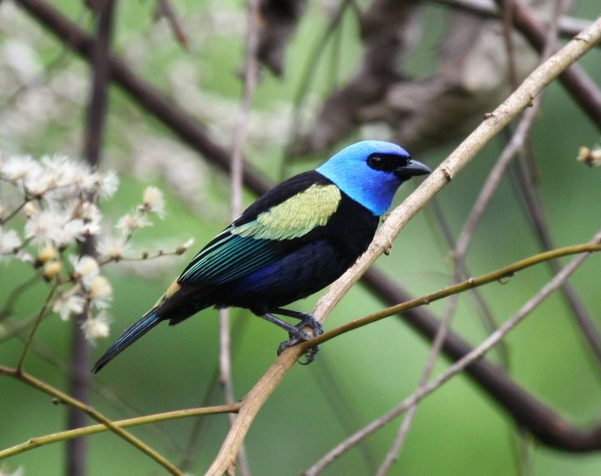 Blue-necked Tanager - ML204218961
