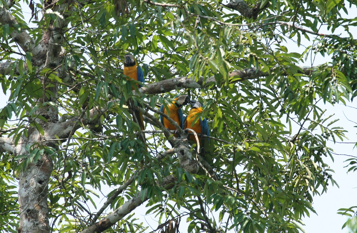 Blue-and-yellow Macaw - Josef Widmer