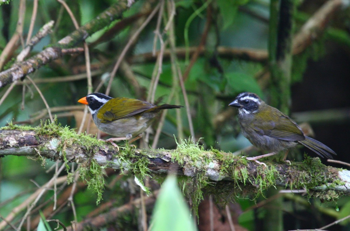 Orange-billed Sparrow (aurantiirostris Group) - Josef Widmer