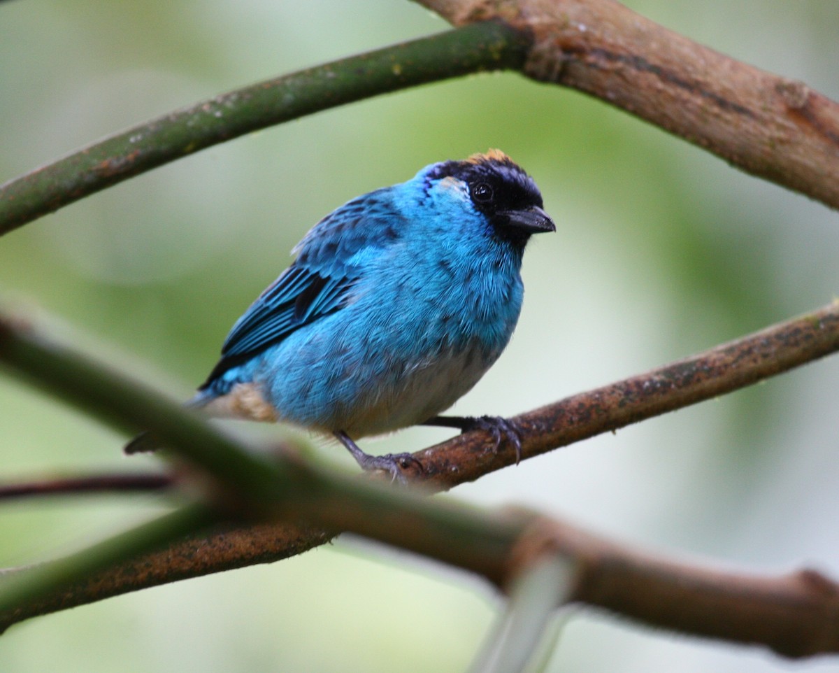Golden-naped Tanager (Golden-naped) - ML204219361