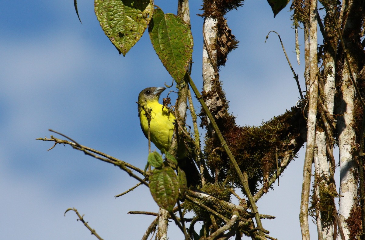 Flame-rumped Tanager (Lemon-rumped) - ML204219401