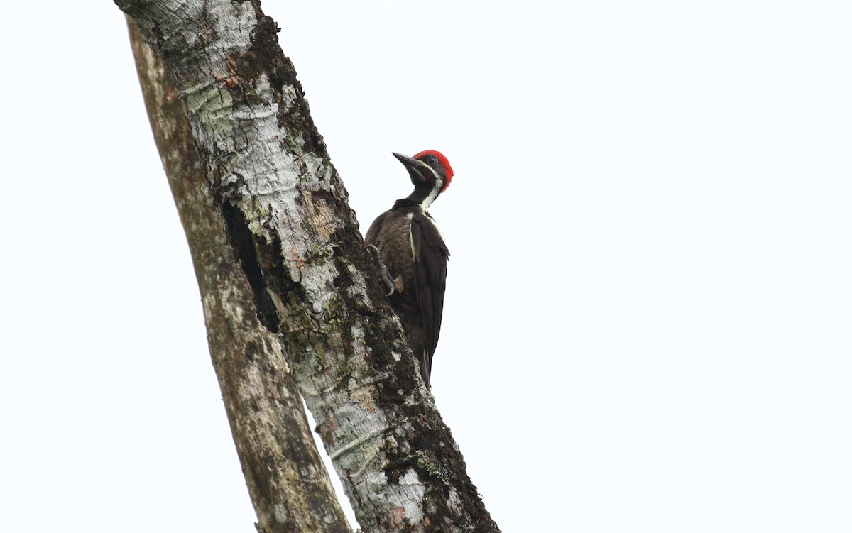 Lineated Woodpecker (Dusky-winged) - Josef Widmer